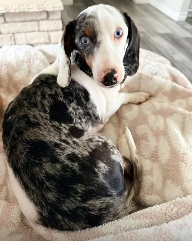 A young small-sized male Dachshund dog named Roo for adoption in Arlington, TX
