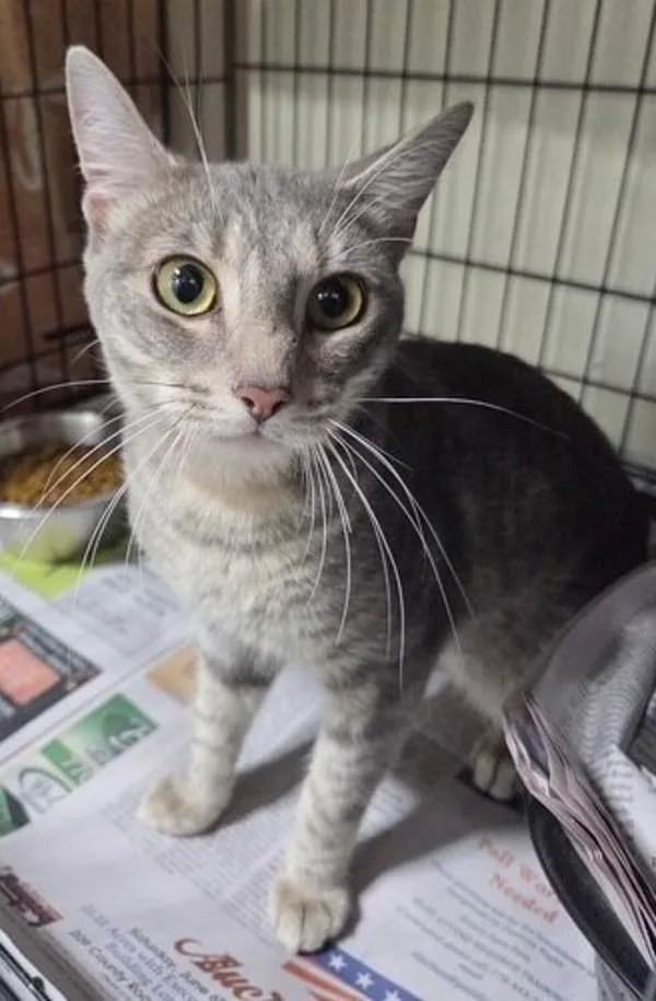 An adult medium-sized male Domestic Short Hair cat named Jimmy for adoption in Dallas, GA