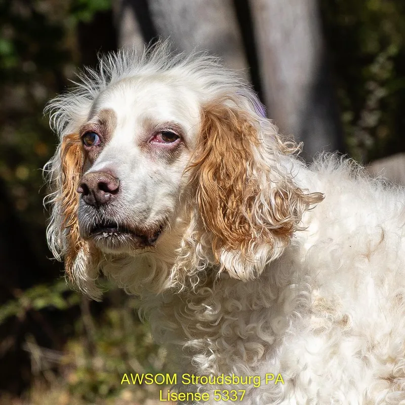 A senior large-sized female White / Cream English Setter dog named Lucy for adoption in Stroudsburg, PA
