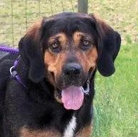 A young large-sized male Bloodhound dog named Arlo for adoption in Leawood, KS