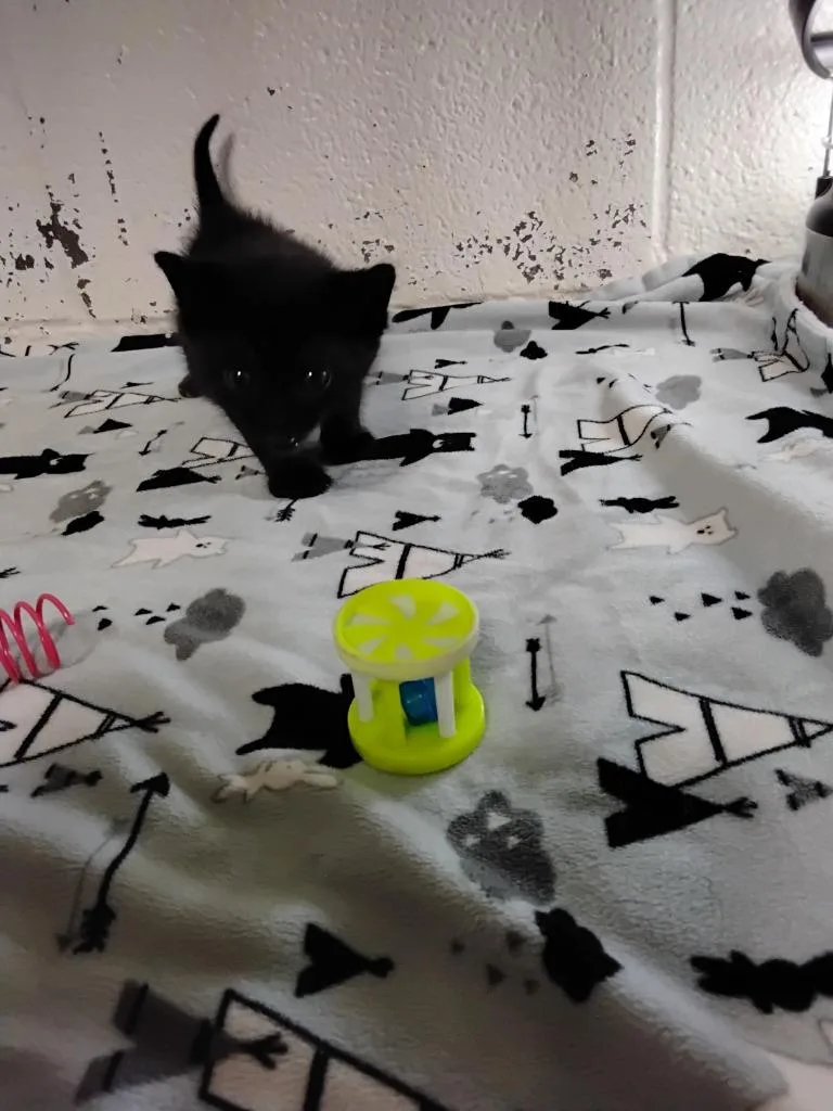 A baby small-sized male Domestic Short Hair cat named Hunky for adoption in Ada, OK