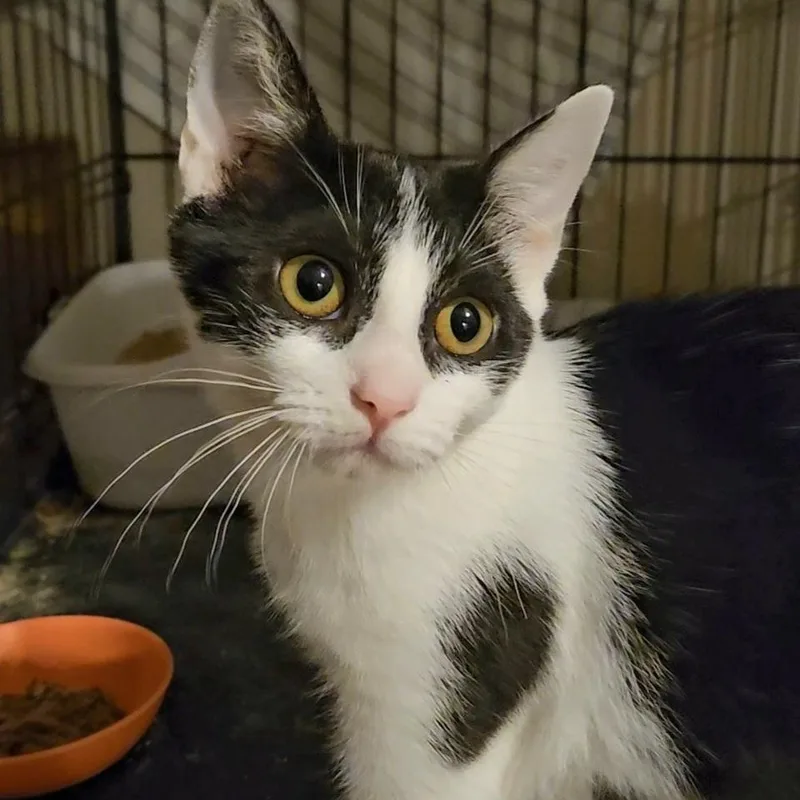 A baby medium-sized female Black Domestic Short Hair cat named Dawn N. Shy for adoption in New York, NY