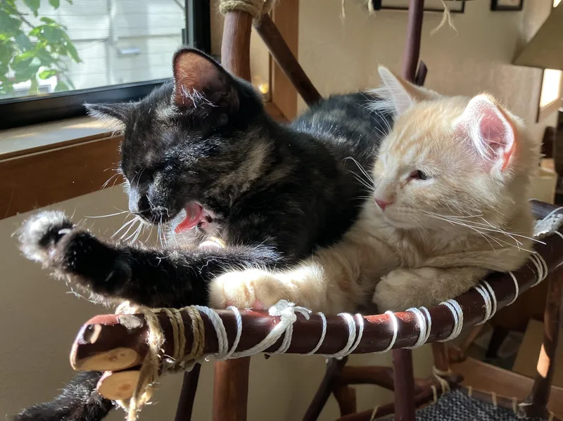 A baby medium-sized female Black Domestic Short Hair cat named Cocoa and Butter for adoption in Seattle, WA