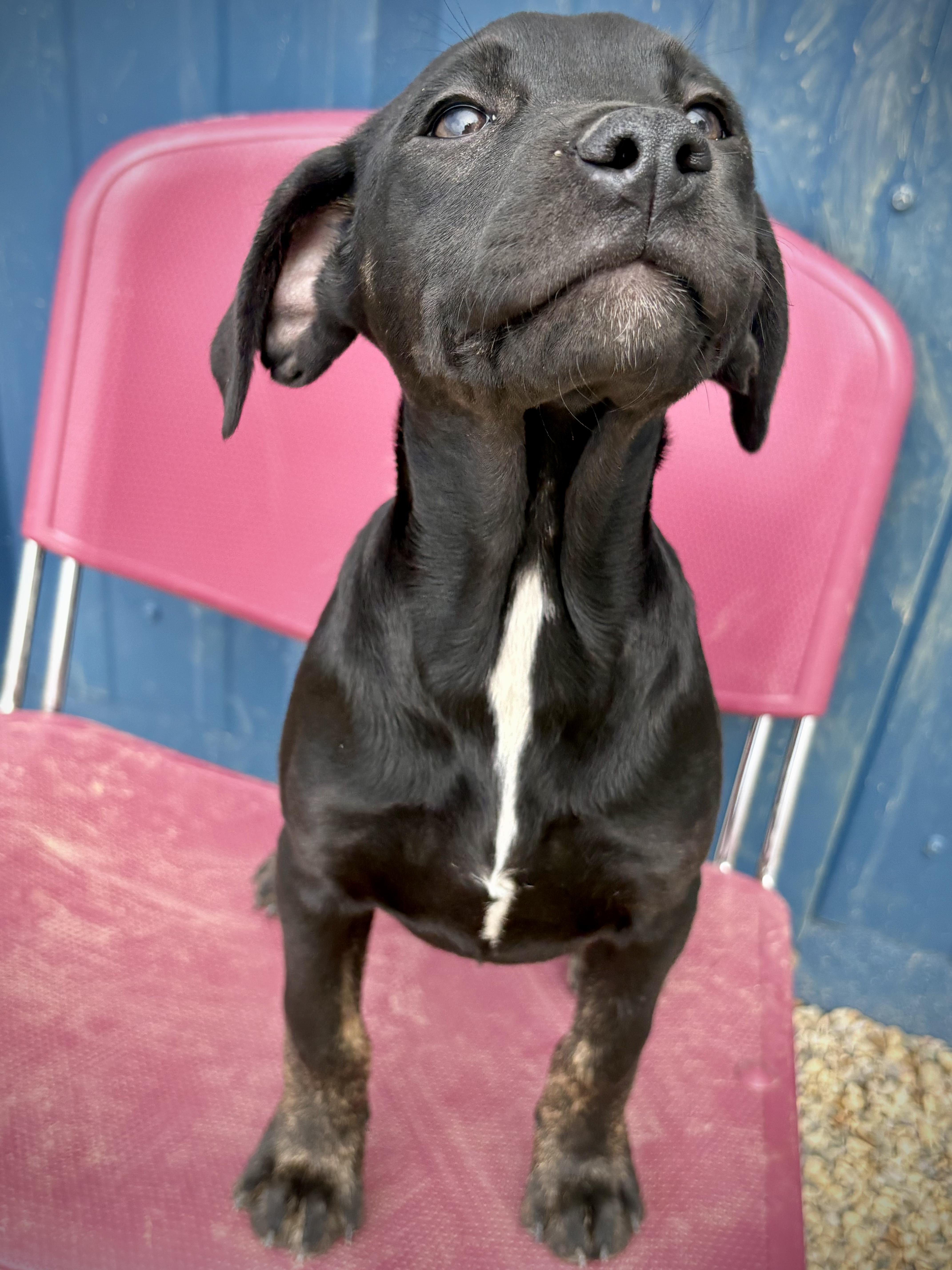 A baby large-sized female Black Labrador Retriever dog named Twister for adoption in Kalamazoo, MI