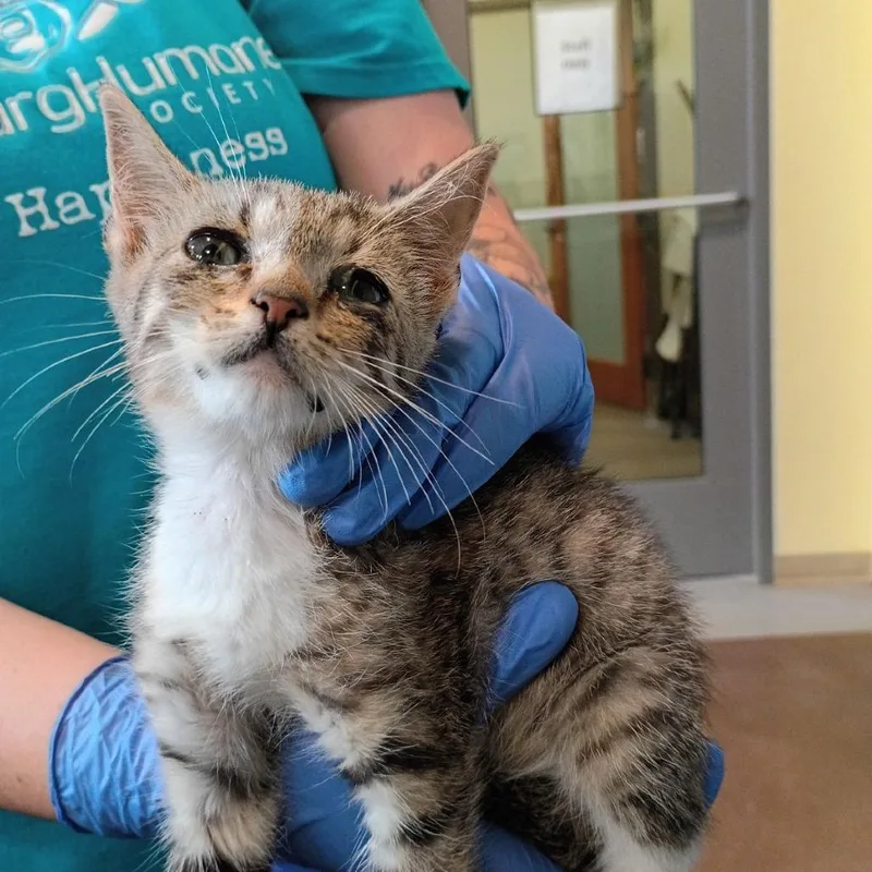A baby small-sized female Brown / Chocolate Domestic Short Hair cat named Joplin for adoption in Lynchburg, VA