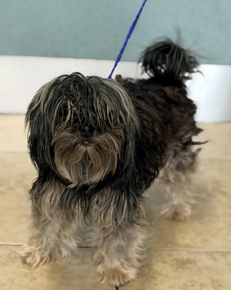 A young small-sized female Gray / Blue / Silver Shih Tzu dog named Lulu for adoption in Rowland Heights, CA