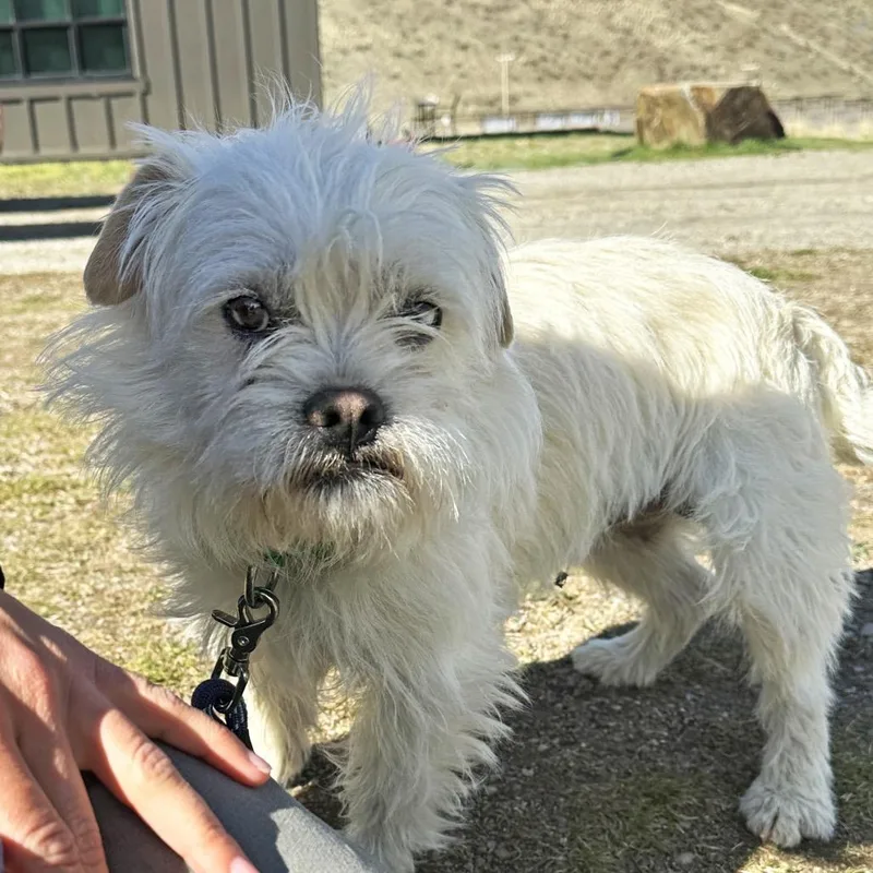 An adult small-sized male Yellow / Tan / Blond / Fawn Mixed Breed dog named Cheddar for adoption in Hailey, ID