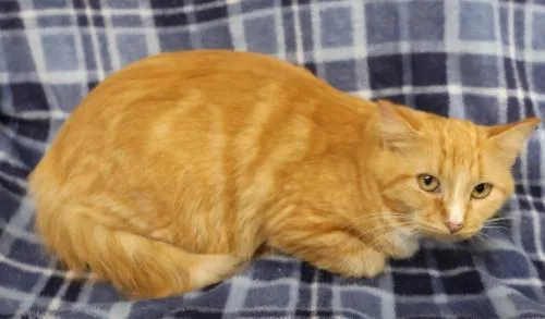 An adult medium-sized female Domestic Medium Hair cat named Betty for adoption in Thief River Falls, MN