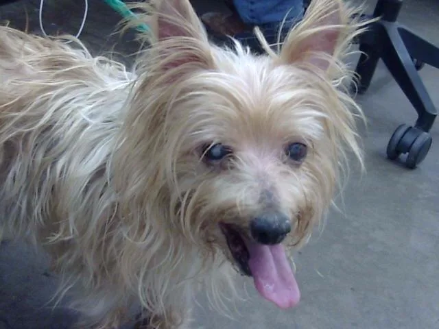 An adult small-sized female Mixed Breed dog named Sprite for adoption in Dallas, TX
