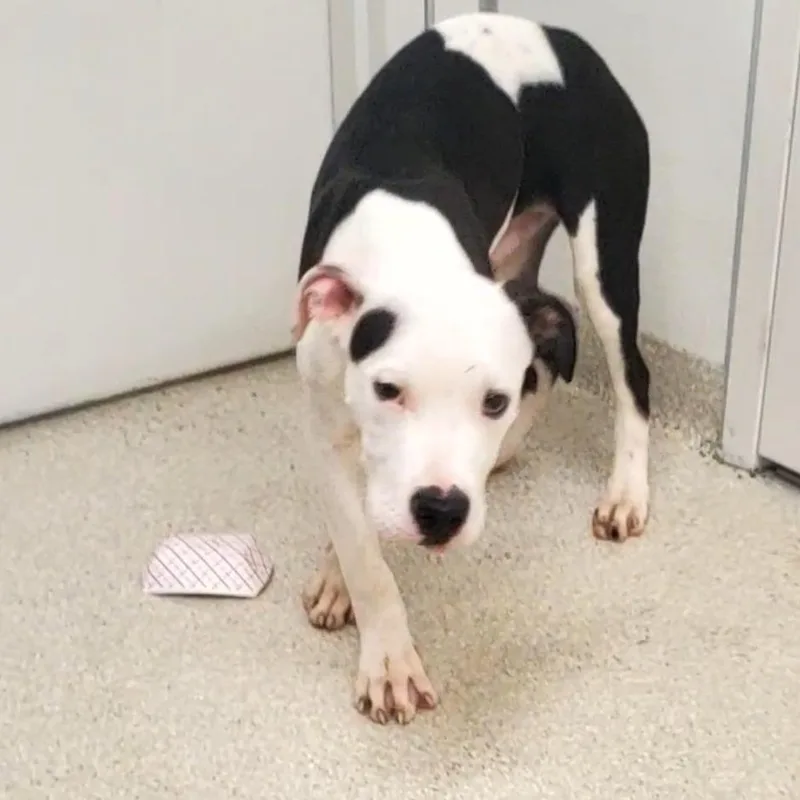 A young medium-sized male Pit Bull Terrier dog named Axle for adoption in Novelty, OH