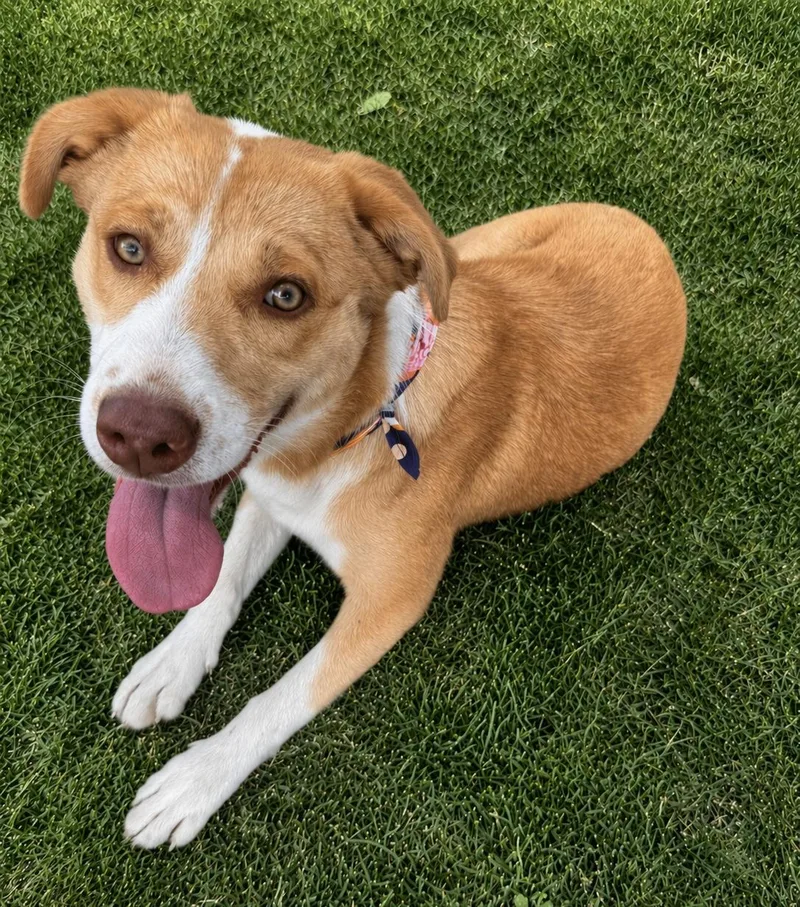 A baby medium-sized female Apricot / Beige Shepherd dog named Hope for adoption in Floresville, TX