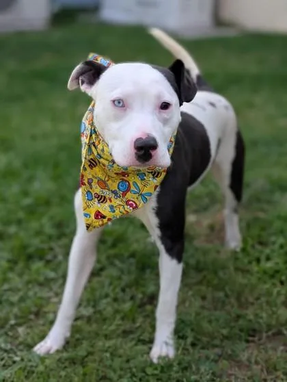 A young medium-sized female Terrier dog named Hillie for adoption in Gulfport, MS