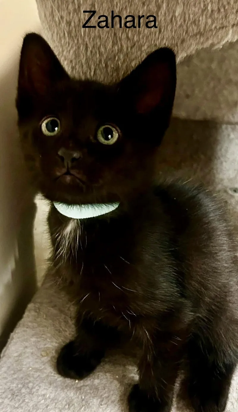 A baby small-sized female Black Domestic Short Hair cat named Zahara baby panther for adoption in Jackson, GA