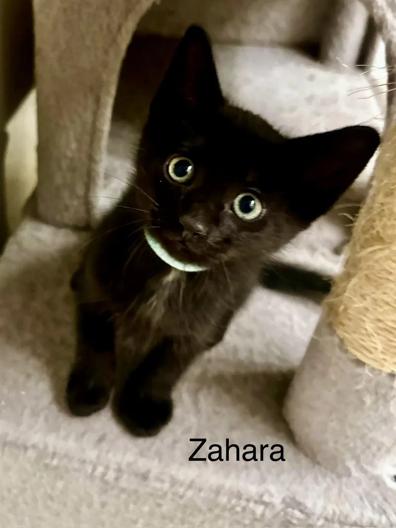 Zahara baby panther thumbnail 2