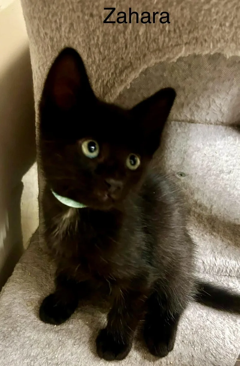 Zahara baby panther thumbnail 3