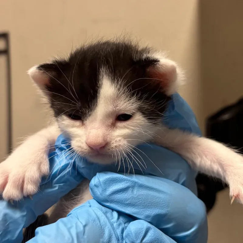 A baby small-sized female White Domestic Short Hair cat named Splash for adoption in Yuma, AZ