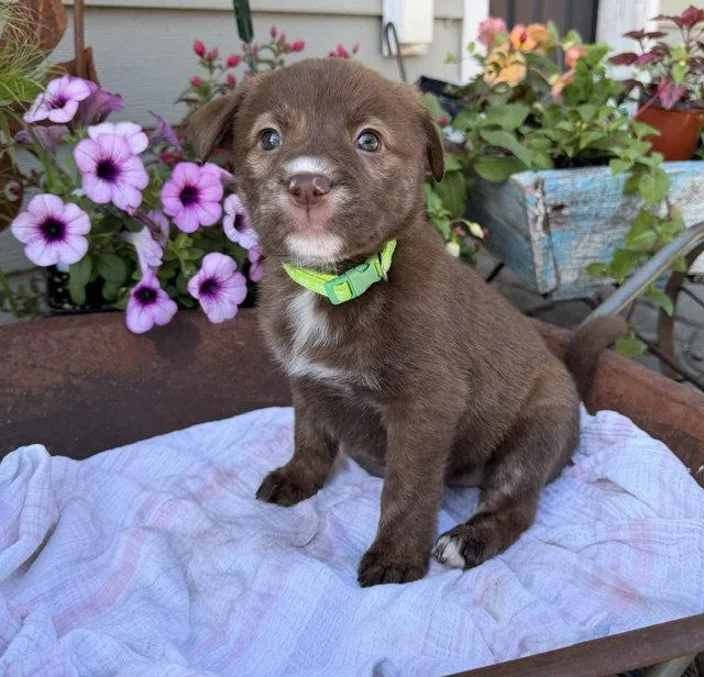 A baby medium-sized female Labrador Retriever dog named Brooklyn Park for adoption in Duluth, MN