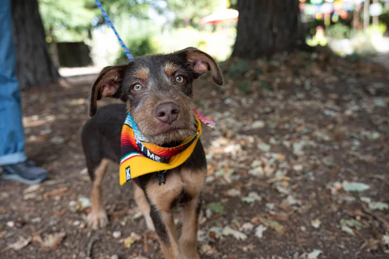 A baby medium-sized male Terrier dog named Hershey for adoption in Santa Rosa, CA