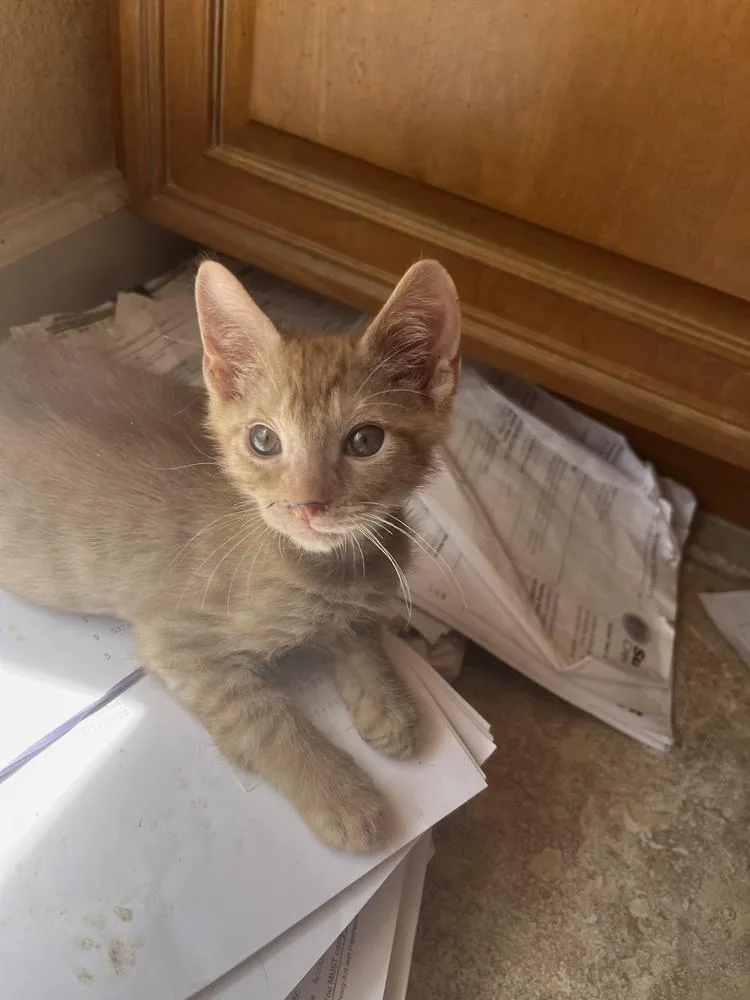 A baby small-sized male Tabby (Orange / Red) American Shorthair cat named Benson for adoption in Tampa, FL