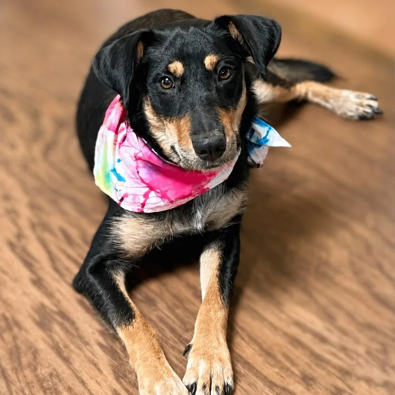 An adult medium-sized female Black Australian Kelpie dog named Daisy for adoption in Boerne, TX