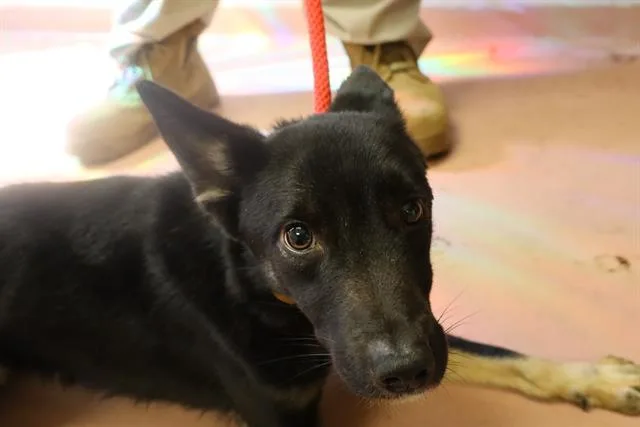 A young small-sized female Mixed Breed dog named Clove for adoption in Columbia, SC