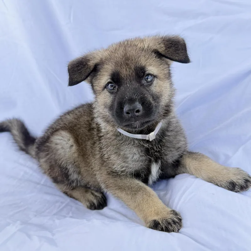 A baby small-sized male Yellow / Tan / Blond / Fawn Shepherd dog named Tuesday for adoption in Hawthorne, CA