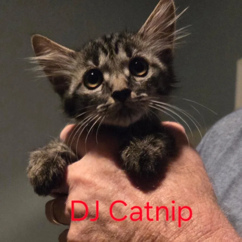 DJ Catnip thumbnail 2