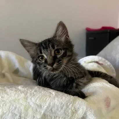 DJ Catnip thumbnail 3