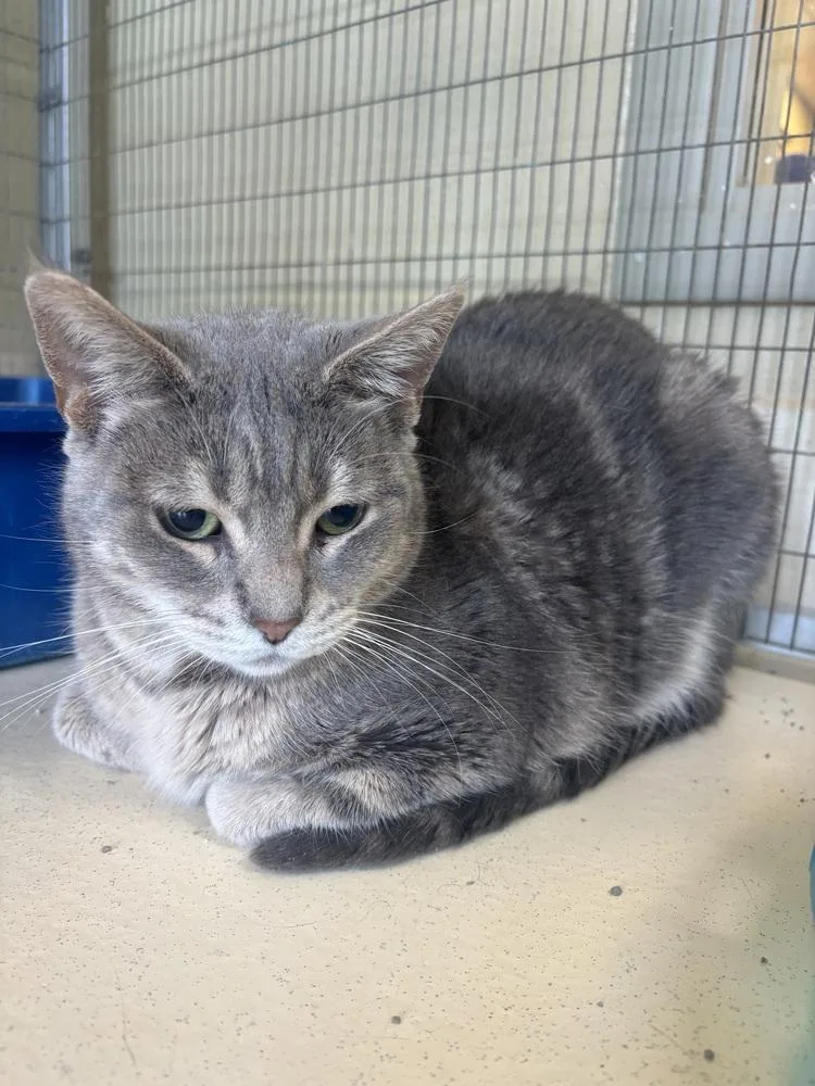 An adult medium-sized female Gray / Blue / Silver Domestic Short Hair cat named Robin for adoption in Kalamazoo, MI