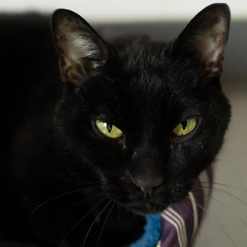 A senior medium-sized male Black Domestic Short Hair cat named Midnight for adoption in Lakewood, CO