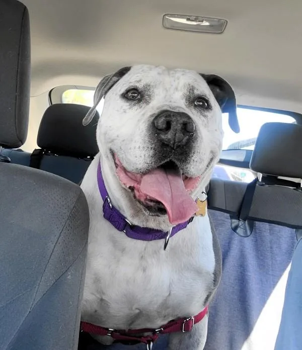 An adult large-sized male Pit Bull Terrier dog named Blue for adoption in San Diego, CA