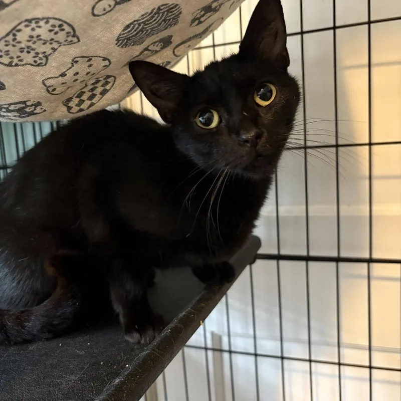 A young small-sized female Black Domestic Short Hair cat named Monkey for adoption in Johnstown, PA