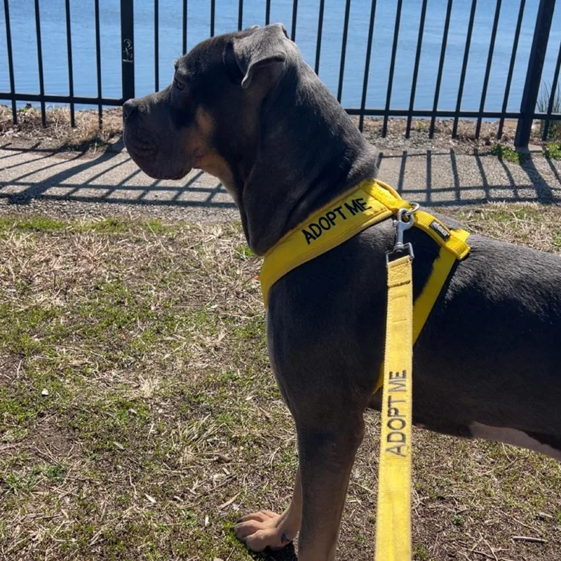 An adult large-sized female Gray / Blue / Silver Pit Bull Terrier dog named Violia for adoption in Philadelphia, PA