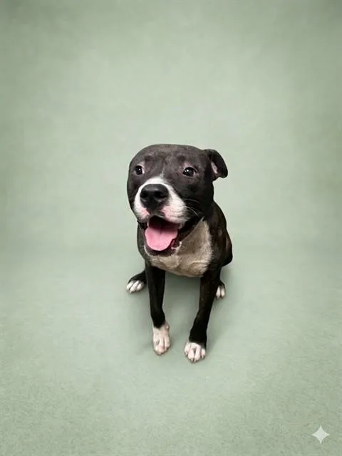 A young medium-sized male Mixed Breed dog named Tango for adoption in Jacksonville, FL