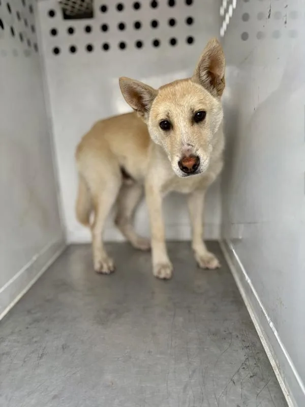 A young medium-sized male Shepherd dog named Kenickie for adoption in Victorville, CA