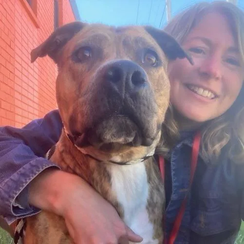 An adult medium-sized female Brindle Terrier dog named Adona for adoption in St. Louis, MO