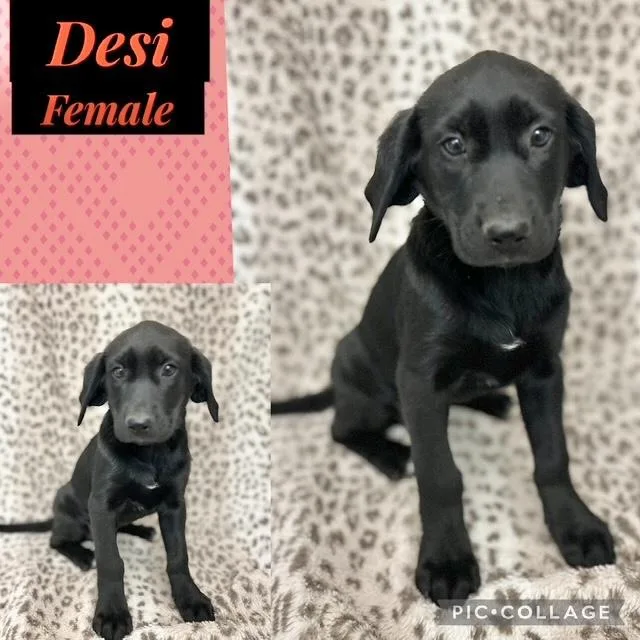 Desi