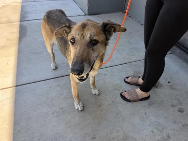 An adult large-sized female German Shepherd Dog dog named Princess for adoption in Ontario, CA
