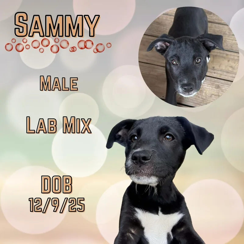 A baby medium-sized male Black Labrador Retriever dog named Sammy for adoption in Caldwell, TX