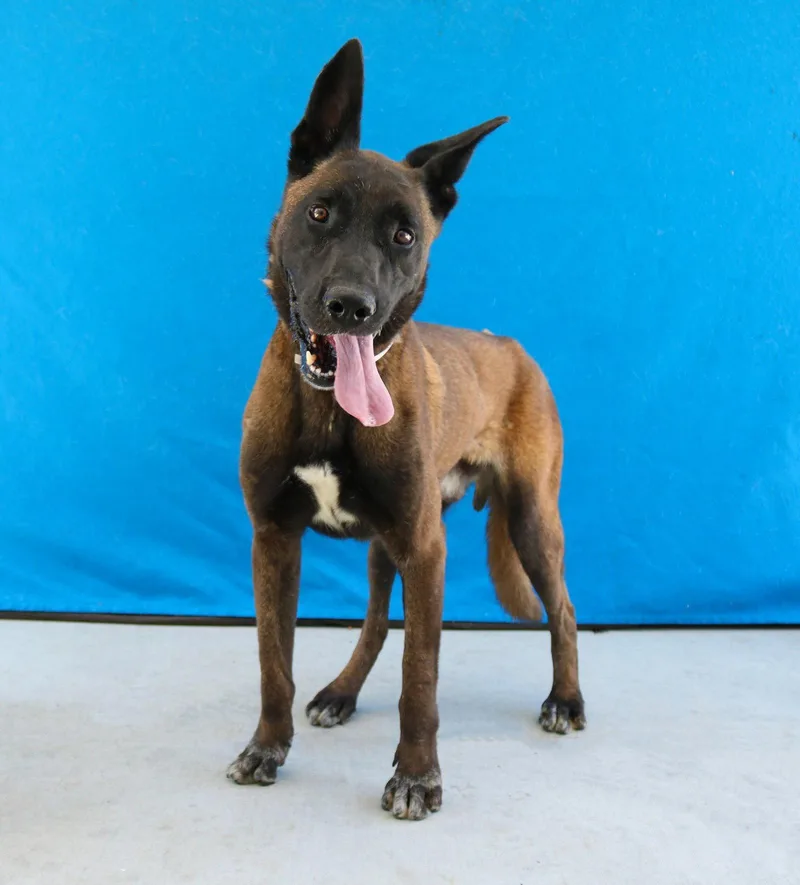 An adult medium-sized male Belgian Shepherd / Malinois dog named Prince Adam for adoption in Pasadena, CA