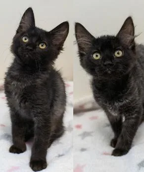 A baby small-sized female Black Domestic Medium Hair cat named TiddlyWink and Tornado for adoption in Encinitas, CA
