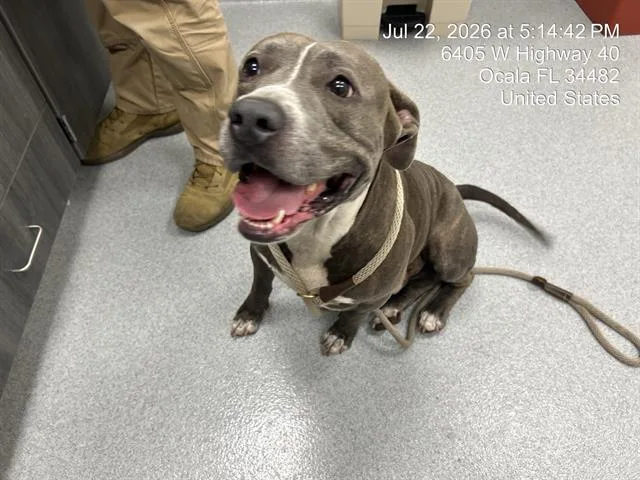 An adult medium-sized male Pit Bull Terrier dog named Gordon for adoption in Ocala, FL