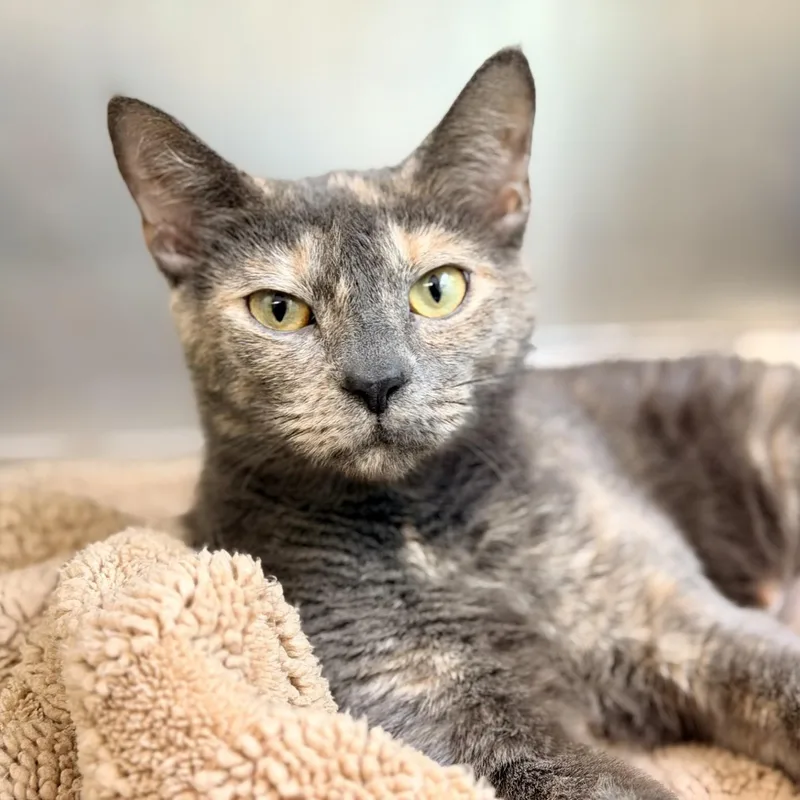 An adult medium-sized female Dilute Tortoiseshell Domestic Short Hair cat named Laurel for adoption in Jackson, NJ