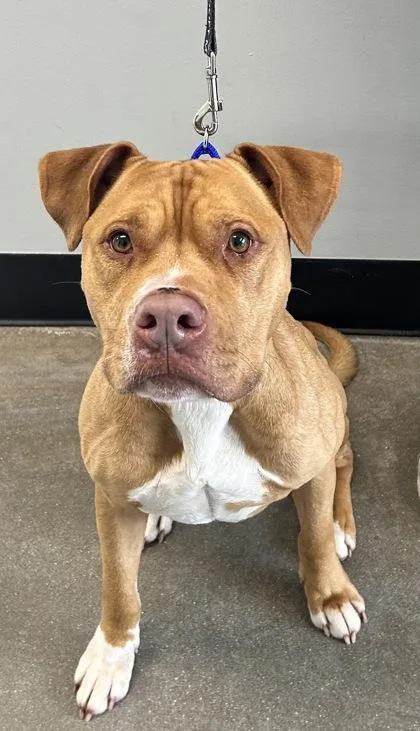 An adult large-sized male Mixed Breed dog named Doc Martin for adoption in West Chester, PA