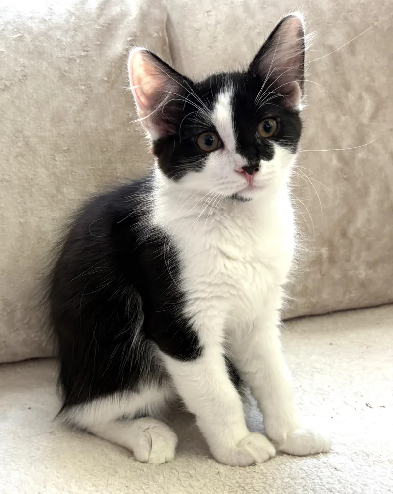 Floof thumbnail 3
