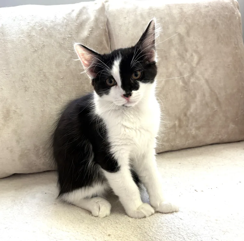 Floof thumbnail 5