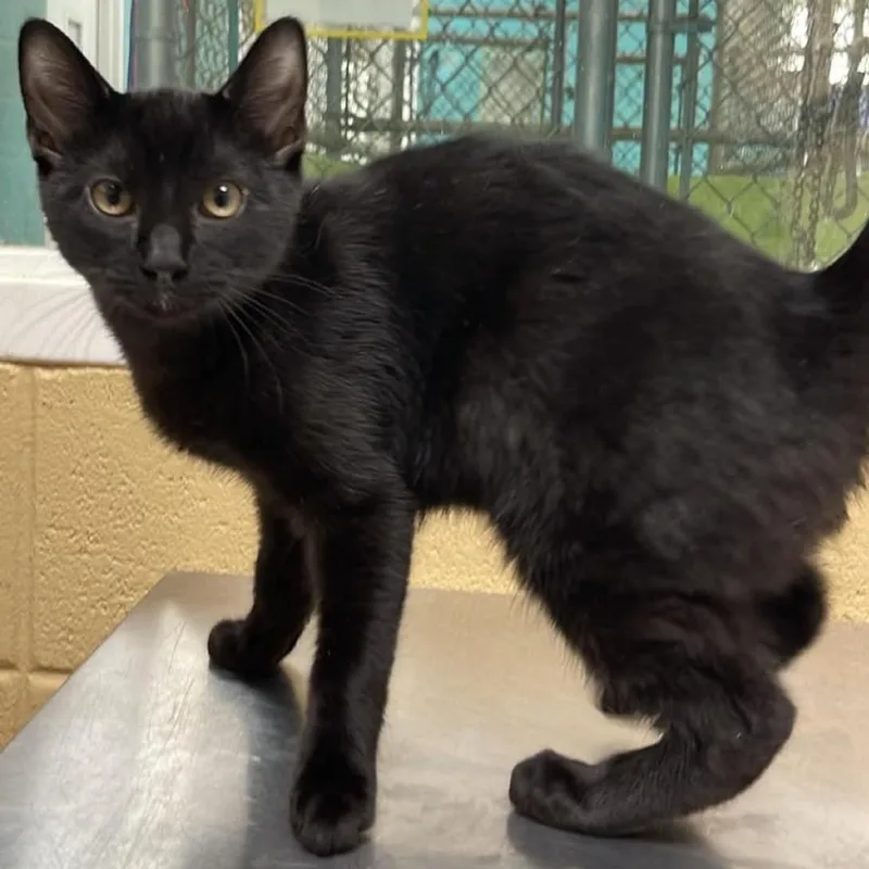 A young medium-sized male Black Domestic Short Hair cat named Oliver for adoption in Fort Payne, AL