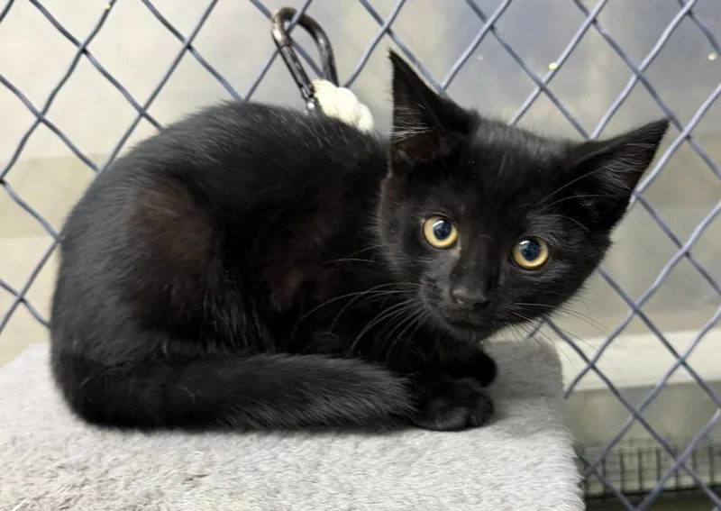 A baby small-sized male Domestic Short Hair cat named Jonah for adoption in Lagrange, IN