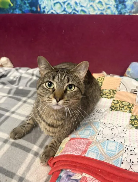 A young medium-sized female Domestic Short Hair cat named Cupcake for adoption in Chicago, IL