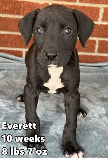 A young medium-sized male Retriever dog named Everett for adoption in Buffalo, MN